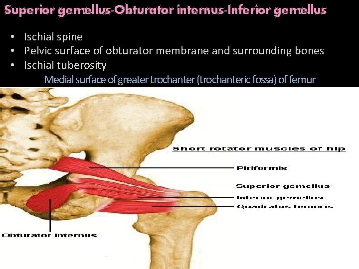 Superior gemellus-Obturator internus-Inferior gemellus • Ischial spine • Pelvic surface of obturator membrane and
