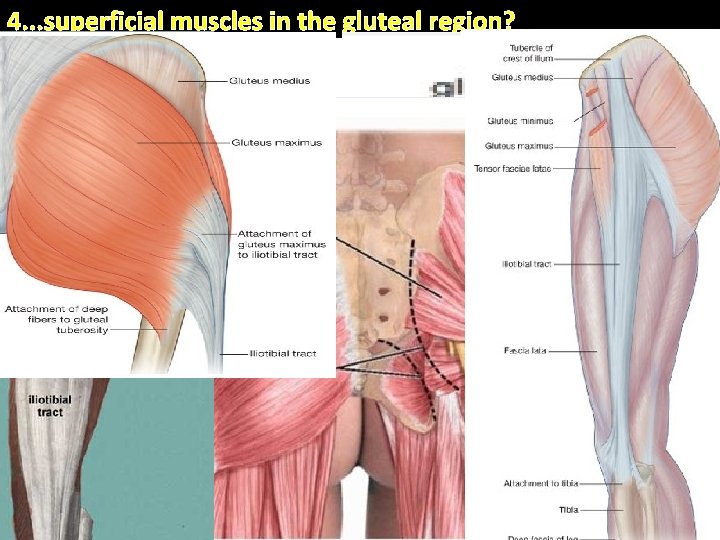 4. . . superficial muscles in the gluteal region? . External surface of ilium
