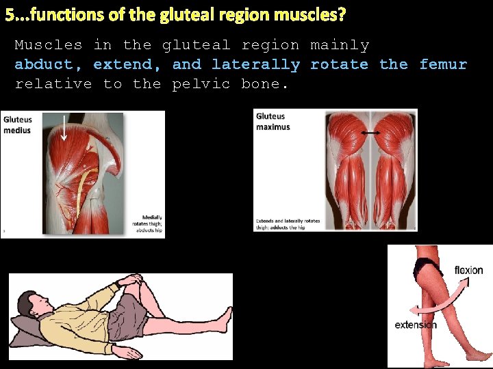 5. . . functions of the gluteal region muscles? Muscles in the gluteal region