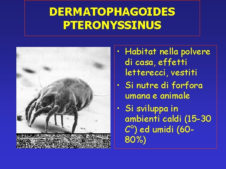 DERMATOPHAGOIDES PTERONYSSINUS • Habitat nella polvere di casa, effetti letterecci, vestiti • Si nutre