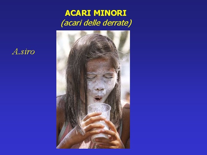 ACARI MINORI (acari delle derrate) A. siro 