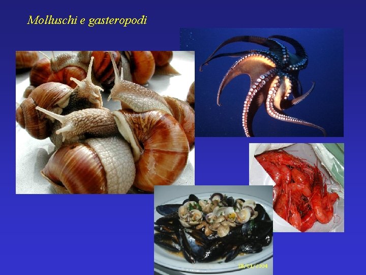 Molluschi e gasteropodi 