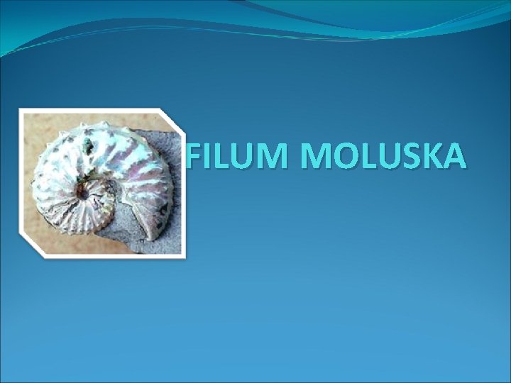 FILUM MOLUSKA 