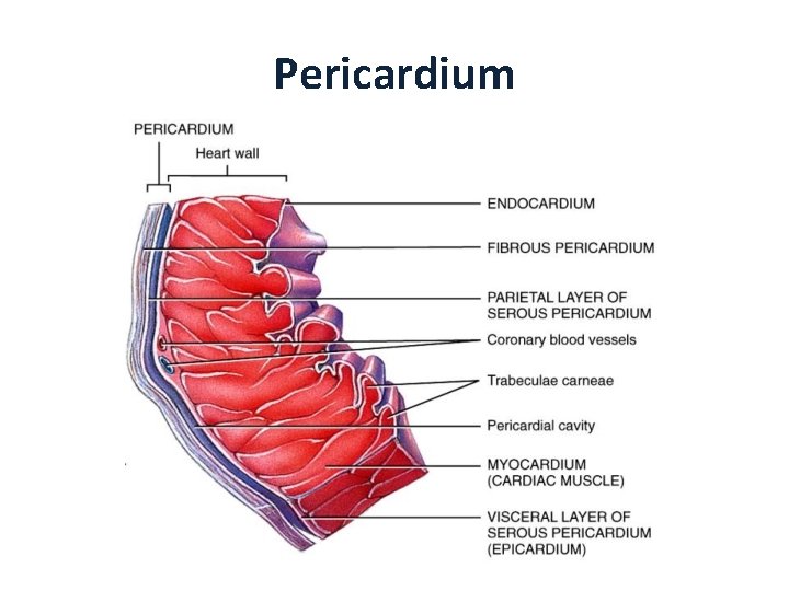 Pericardium 