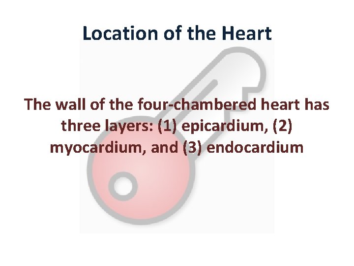 Location of the Heart The wall of the four-chambered heart has three layers: (1)