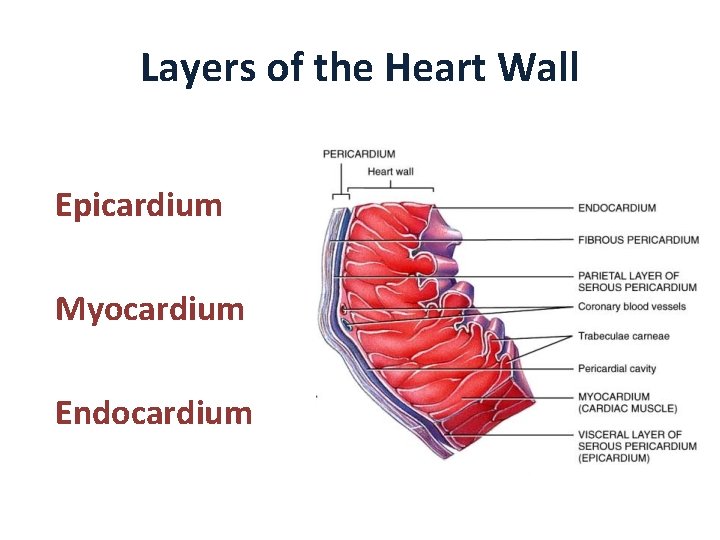 Layers of the Heart Wall Epicardium Myocardium Endocardium 