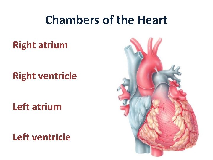 Chambers of the Heart Right atrium Right ventricle Left atrium Left ventricle 