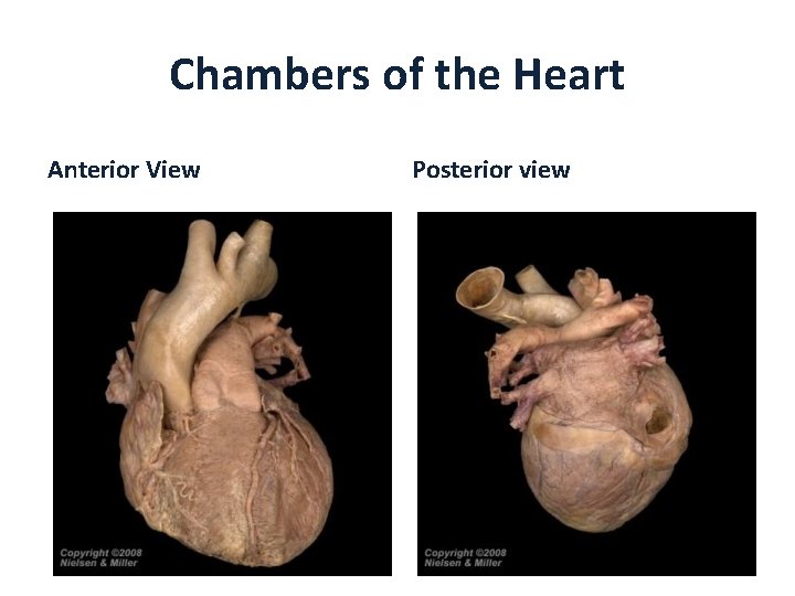 Chambers of the Heart Anterior View Posterior view 