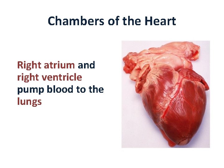 Chambers of the Heart Right atrium and right ventricle pump blood to the lungs