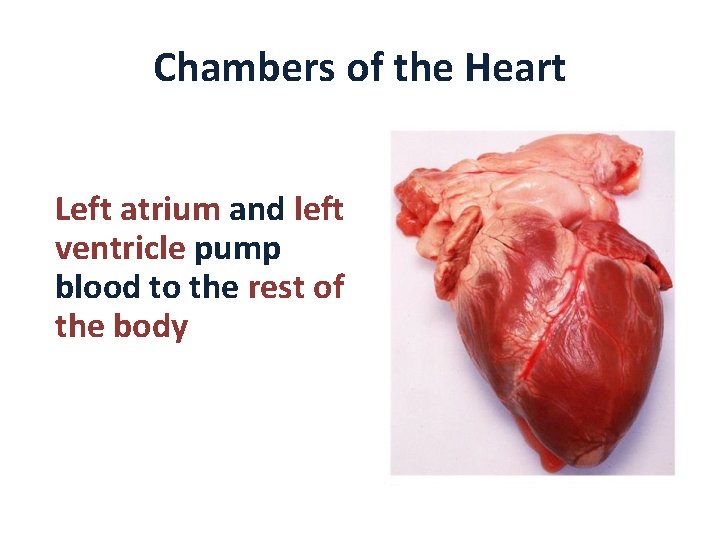 Chambers of the Heart Left atrium and left ventricle pump blood to the rest