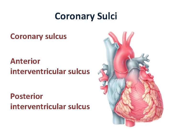 Coronary Sulci Coronary sulcus Anterior interventricular sulcus Posterior interventricular sulcus 