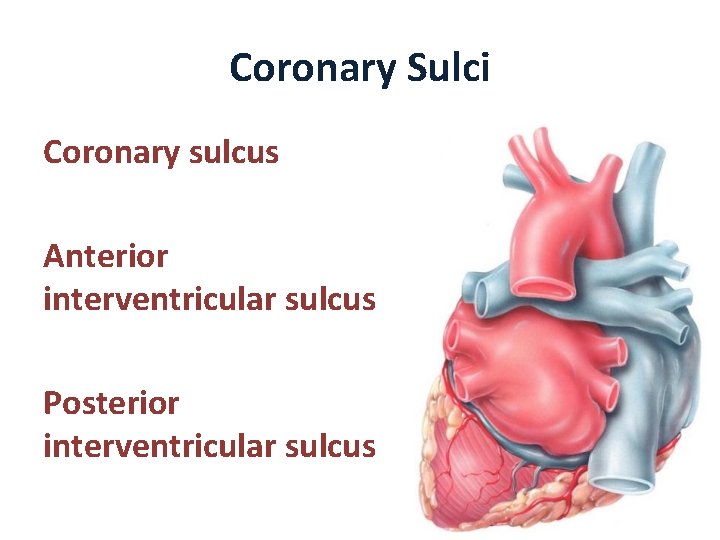 Coronary Sulci Coronary sulcus Anterior interventricular sulcus Posterior interventricular sulcus 