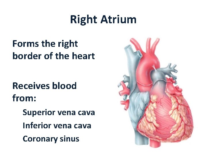 Right Atrium Forms the right border of the heart Receives blood from: Superior vena