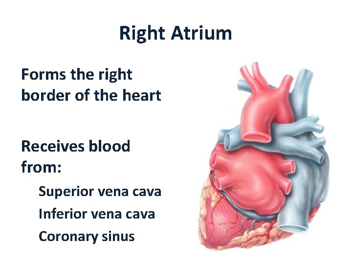 Right Atrium Forms the right border of the heart Receives blood from: Superior vena