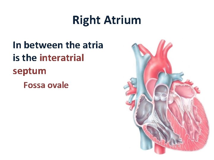 Right Atrium In between the atria is the interatrial septum Fossa ovale 