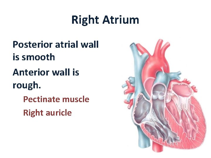 Right Atrium Posterior atrial wall is smooth Anterior wall is rough. Pectinate muscle Right