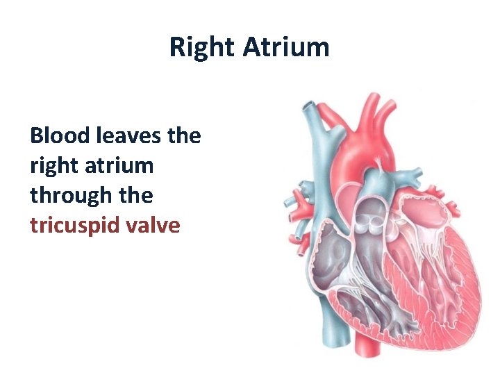 Right Atrium Blood leaves the right atrium through the tricuspid valve 