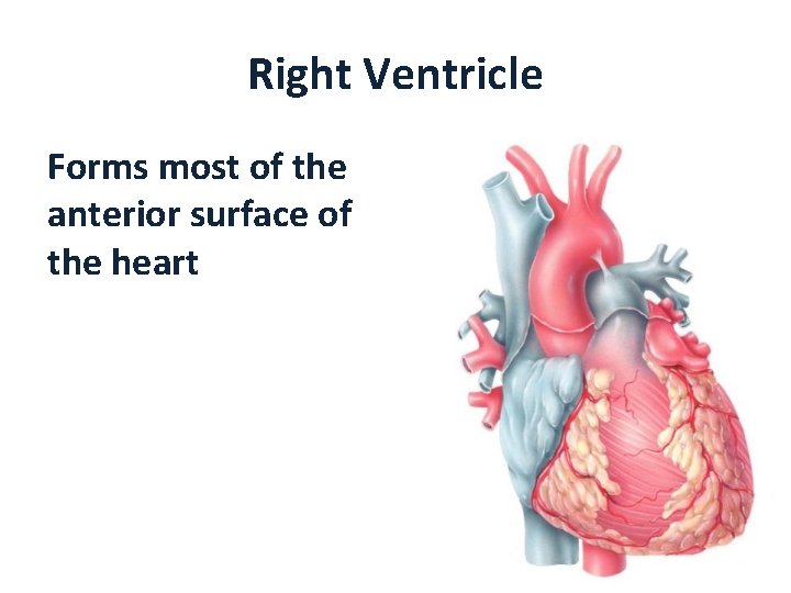 Right Ventricle Forms most of the anterior surface of the heart 