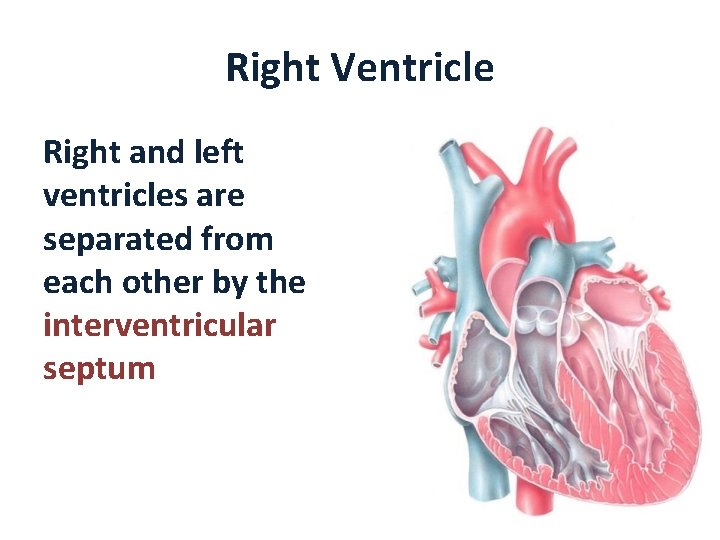 Right Ventricle Right and left ventricles are separated from each other by the interventricular