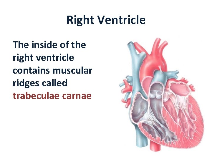 Right Ventricle The inside of the right ventricle contains muscular ridges called trabeculae carnae