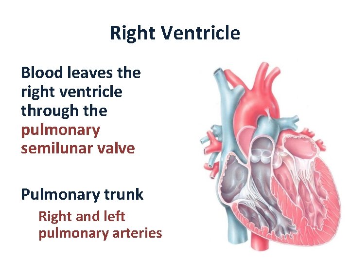 Right Ventricle Blood leaves the right ventricle through the pulmonary semilunar valve Pulmonary trunk
