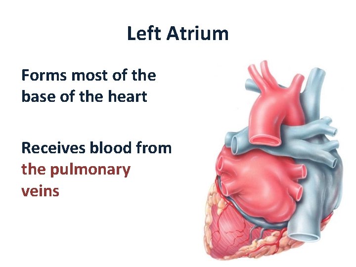 Left Atrium Forms most of the base of the heart Receives blood from the