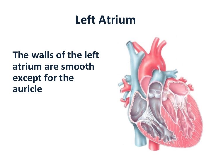 Left Atrium The walls of the left atrium are smooth except for the auricle