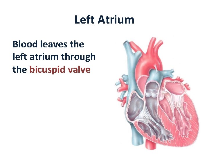 Left Atrium Blood leaves the left atrium through the bicuspid valve 