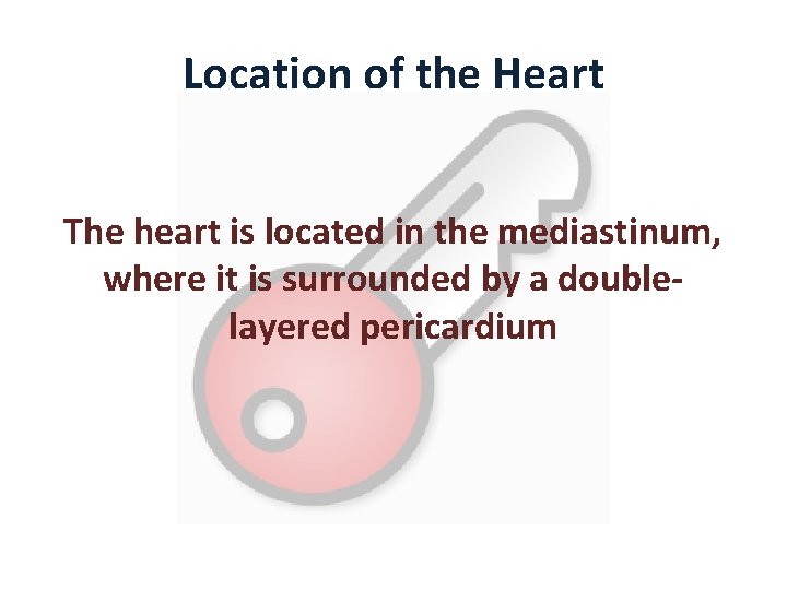 Location of the Heart The heart is located in the mediastinum, where it is