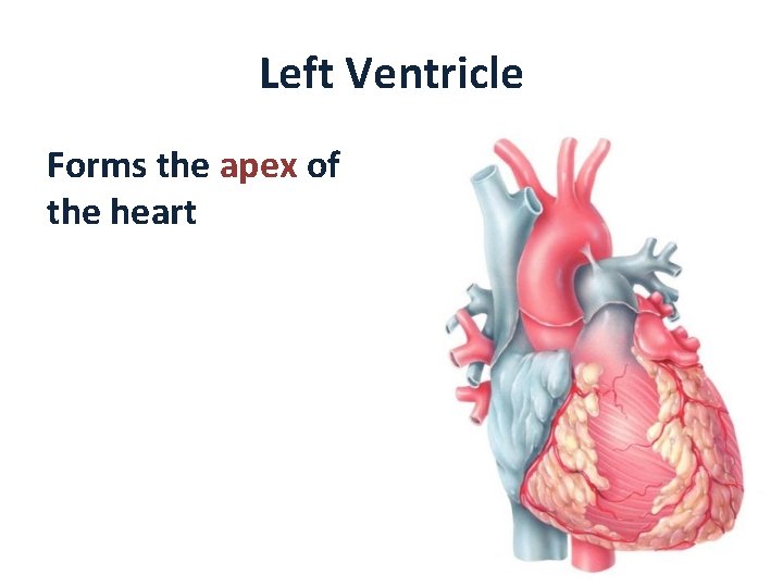 Left Ventricle Forms the apex of the heart 