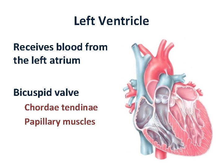 Left Ventricle Receives blood from the left atrium Bicuspid valve Chordae tendinae Papillary muscles