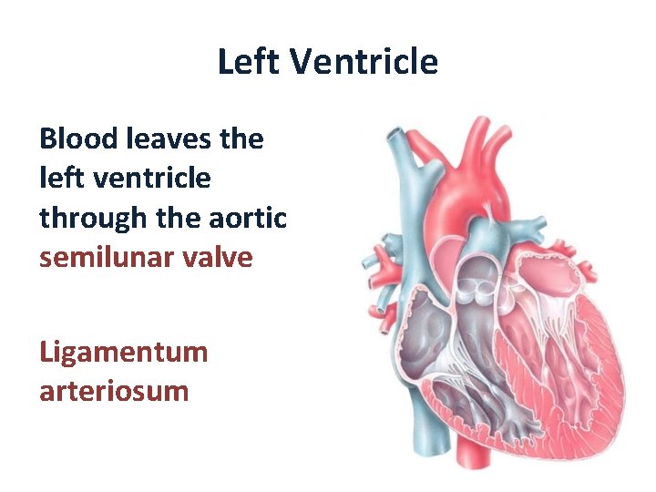 Left Ventricle Blood leaves the left ventricle through the aortic semilunar valve Ligamentum arteriosum