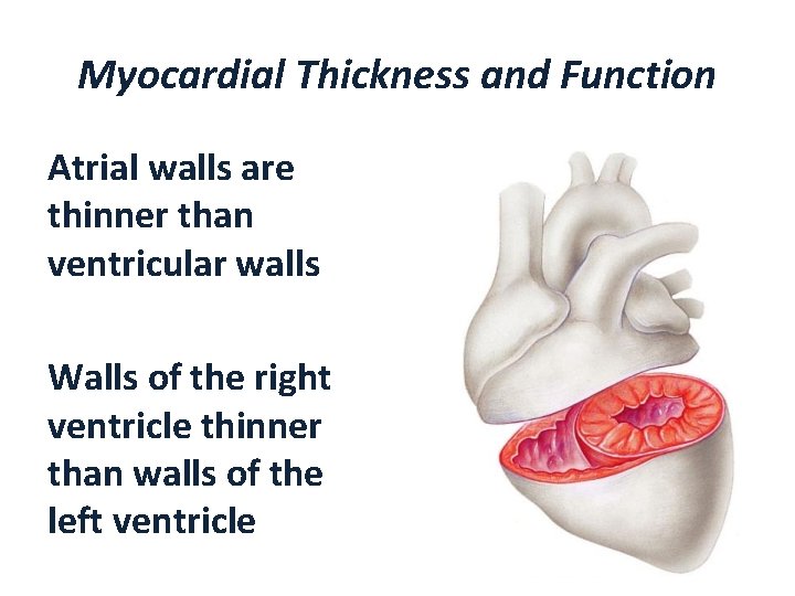 Myocardial Thickness and Function Atrial walls are thinner than ventricular walls Walls of the