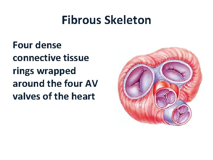 Fibrous Skeleton Four dense connective tissue rings wrapped around the four AV valves of