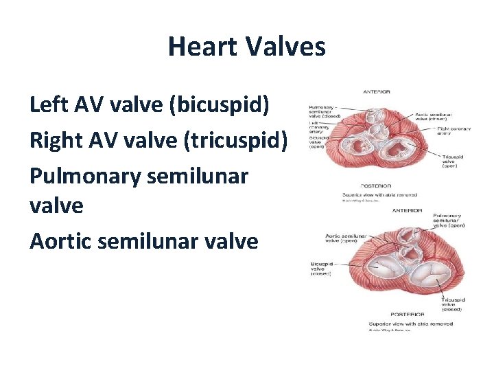 Heart Valves Left AV valve (bicuspid) Right AV valve (tricuspid) Pulmonary semilunar valve Aortic