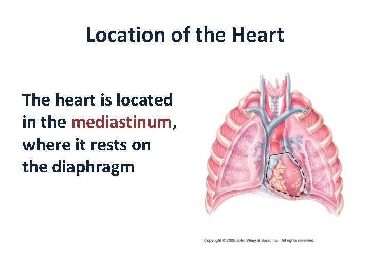 Location of the Heart The heart is located in the mediastinum, where it rests