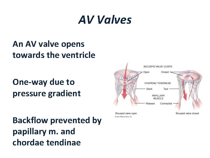 AV Valves An AV valve opens towards the ventricle One-way due to pressure gradient