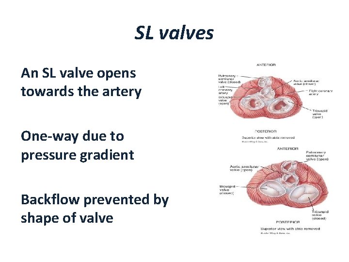 SL valves An SL valve opens towards the artery One-way due to pressure gradient