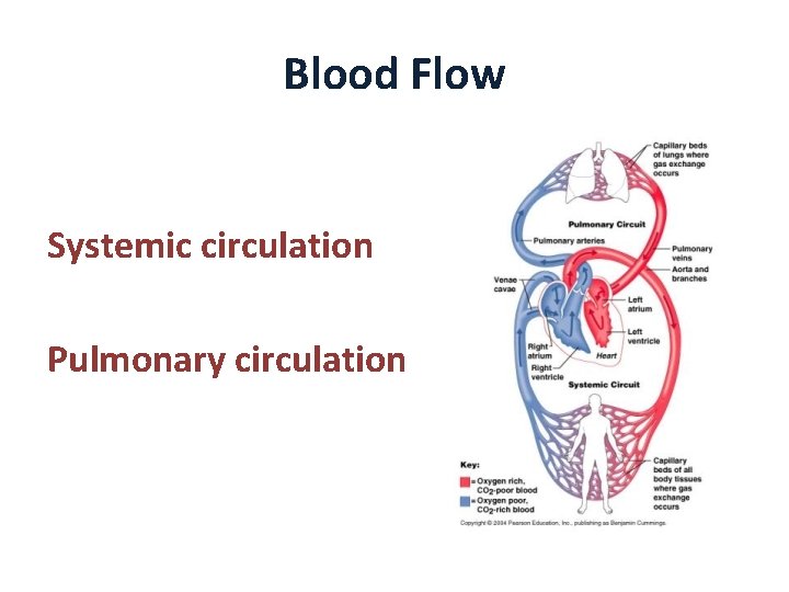 Blood Flow Systemic circulation Pulmonary circulation 