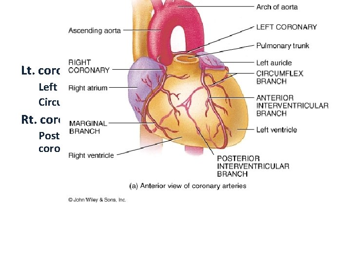 Coronary Circulation Lt. coronary a. Left anterior descending a. Circumflex a. Rt. coronary a.