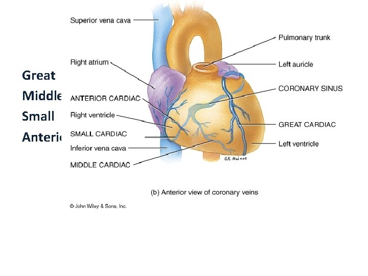 Cardiac Veins Great Middle Small Anterior 