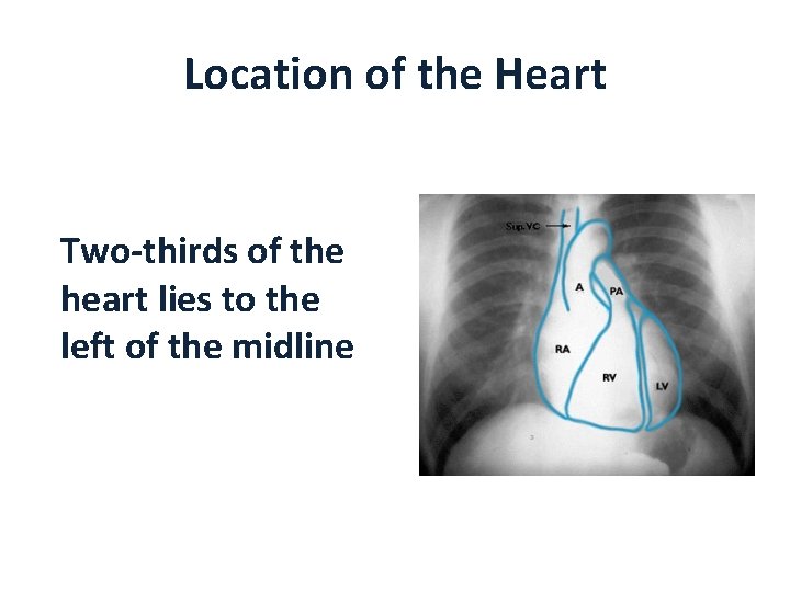 Location of the Heart Two-thirds of the heart lies to the left of the