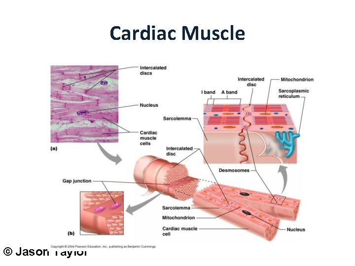 Cardiac Muscle © Jason Taylor 