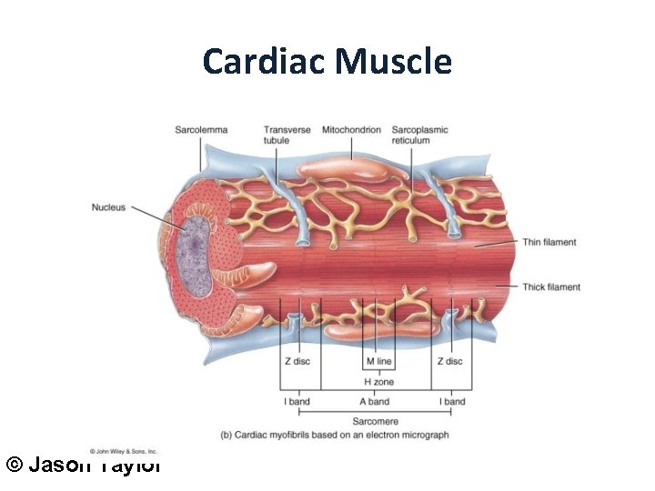 Cardiac Muscle © Jason Taylor 