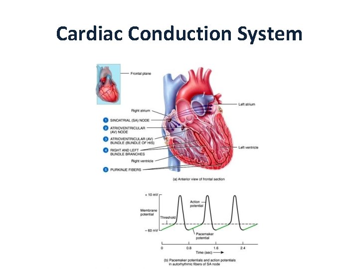 Cardiac Conduction System 
