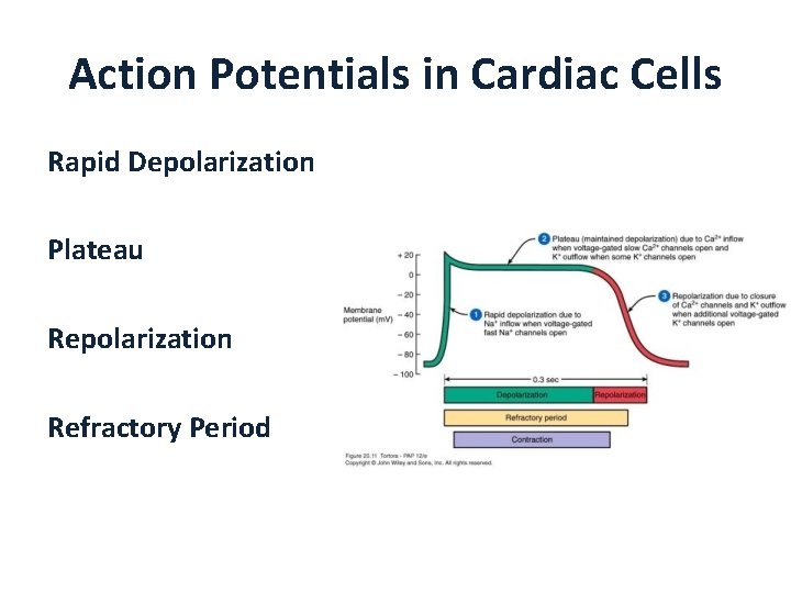 Action Potentials in Cardiac Cells Rapid Depolarization Plateau Repolarization Refractory Period 