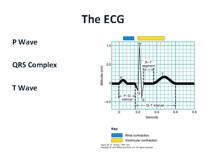 The ECG P Wave QRS Complex T Wave 