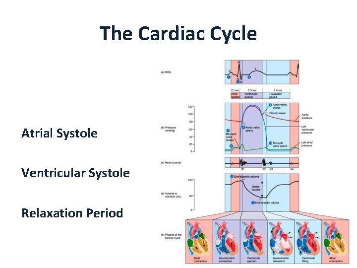 The Cardiac Cycle Atrial Systole Ventricular Systole Relaxation Period 