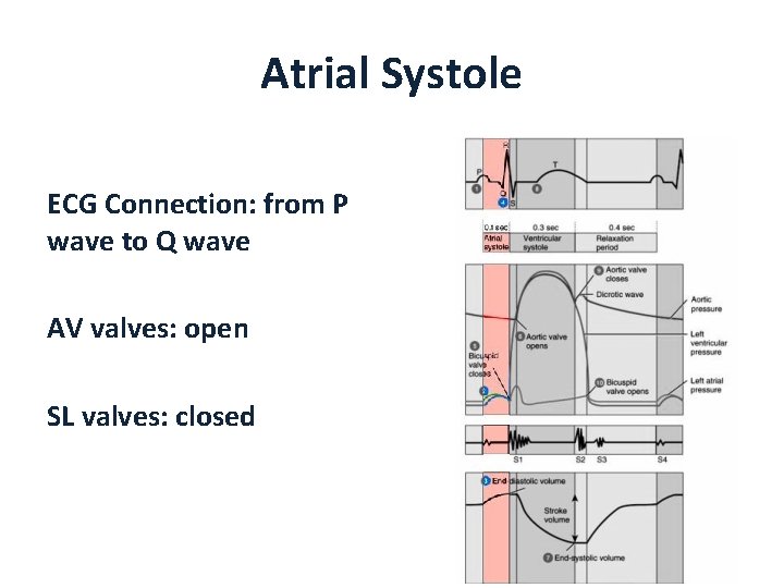 Atrial Systole ECG Connection: from P wave to Q wave AV valves: open SL