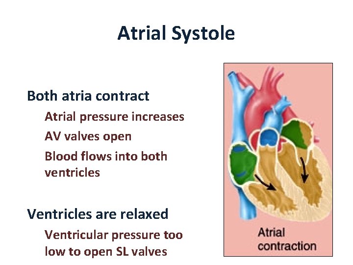 Atrial Systole Both atria contract Atrial pressure increases AV valves open Blood flows into